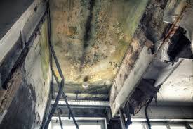 Best Commercial Mold Inspection  in Avodo Heights, CA